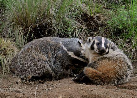 Interaction between badger moms and pups can be in the form of rough play. photo by sally king